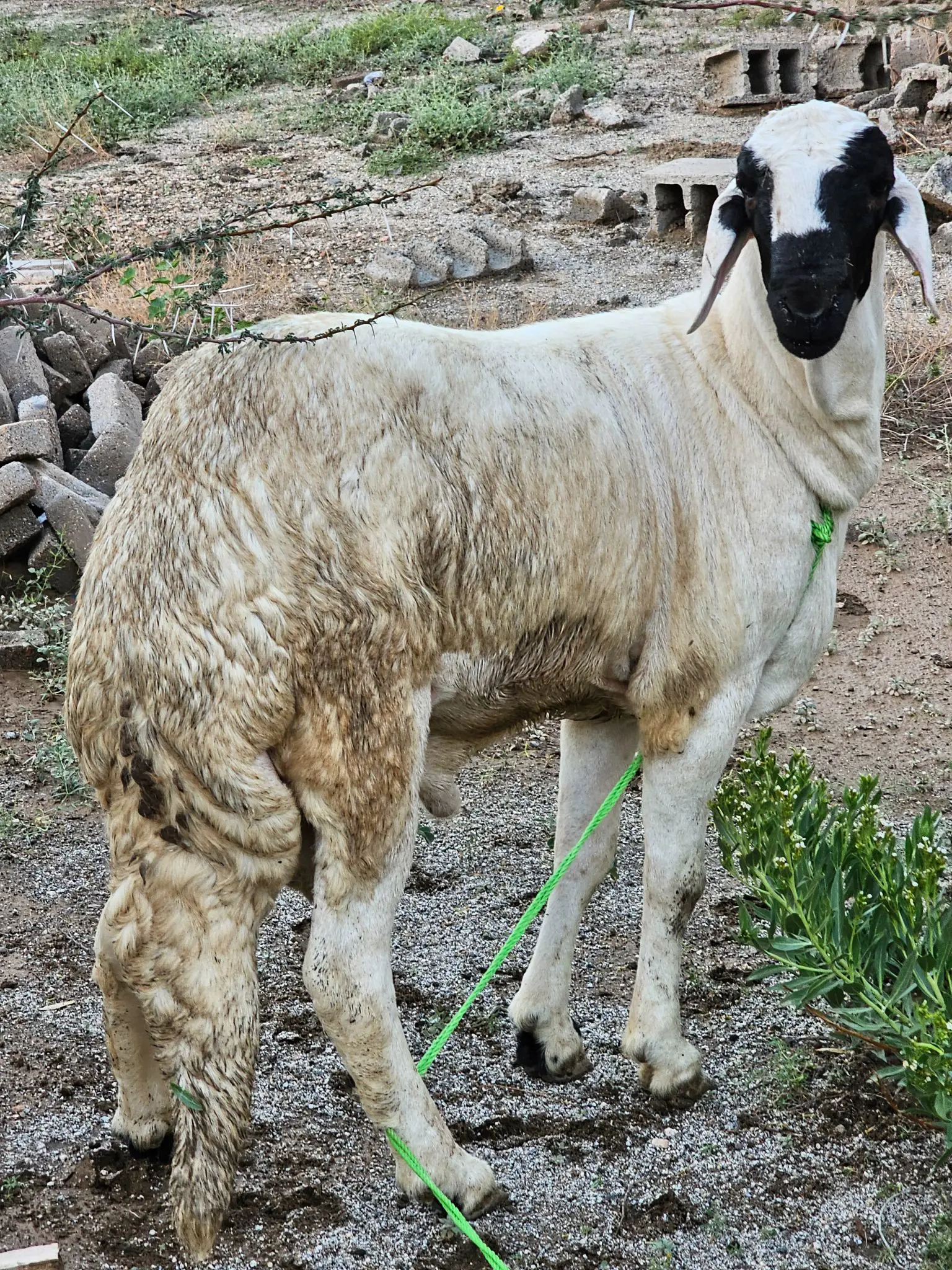 سواكنى أبيض